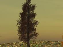 Autumn Tree Tall: Amber (One of our range of colourful Autumn and Fall Trees)