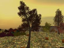 Autumn Tree: Tall (One of our range of colourful Autumn and Fall Trees)