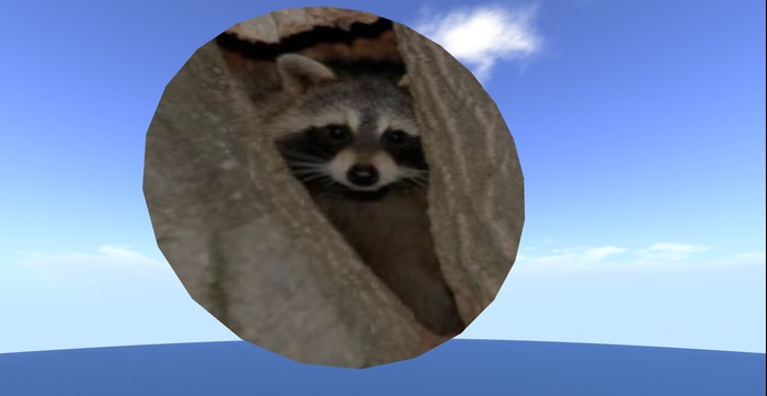 racoon  tipjar