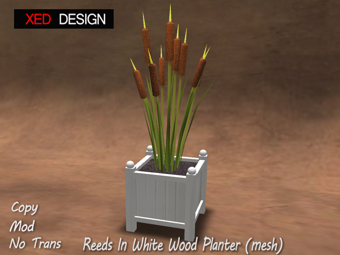 XD Reeds in White Wood planter (mesh) 