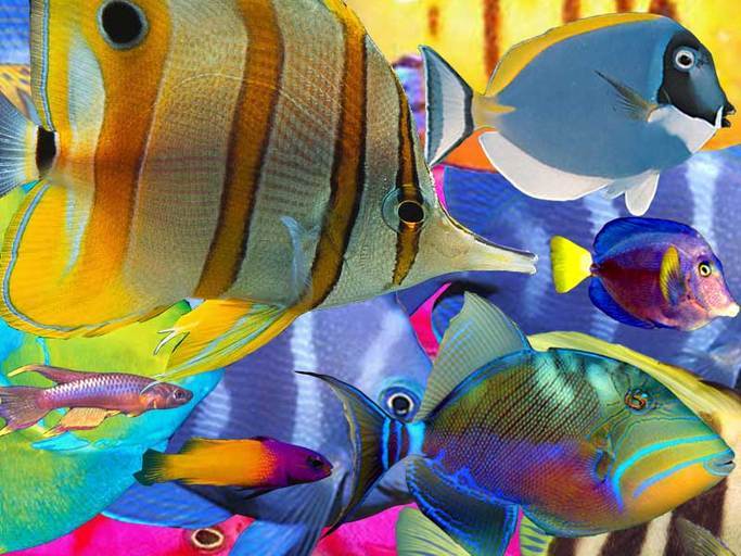 RealSwimEngine - Create your own Real Swim enabled fish!