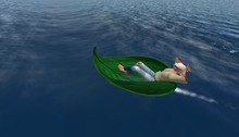 Wingsong Leaf Boat WEAR Box