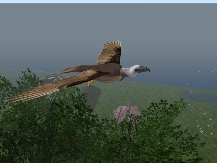 vulture  buitre 3D