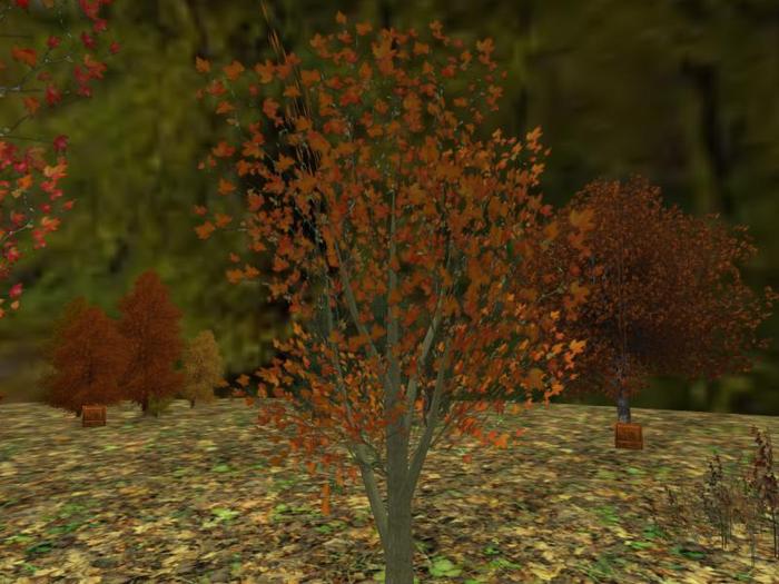 Autumn Maple: Amber (One of our range of colourful Autumn and Fall Trees)