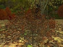 Autumn Shrub Shrivelled Leaves (One of our many Autumn and Fall entries for plants, trees, shrubs and gardens)
