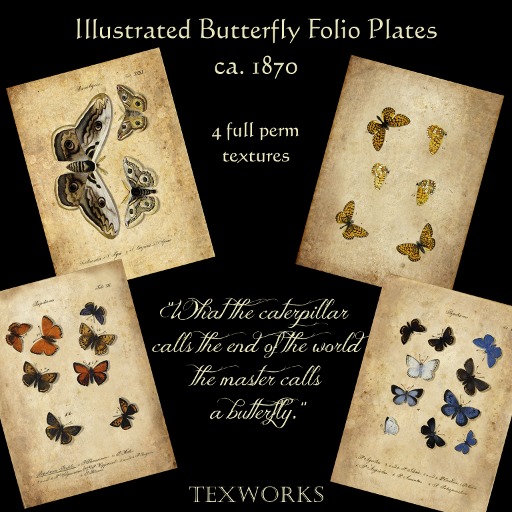 MD Illustrated Butterfly Manuscript Plates, 1870 (Boxed) 