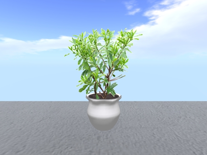 Arkad's Potted Winter Daphne flexi plant