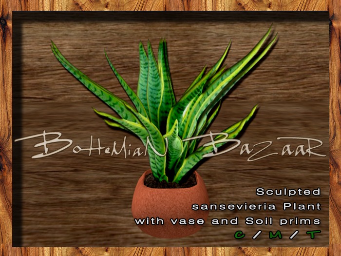 Plant with vase ( sansevieria) FULL PERM