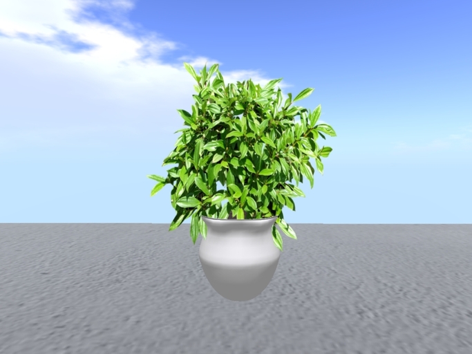 Arkad's Potted Viburnum davidii flexi plant