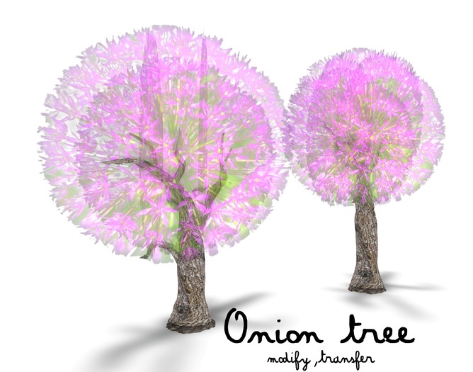 Boudoir Onion tree