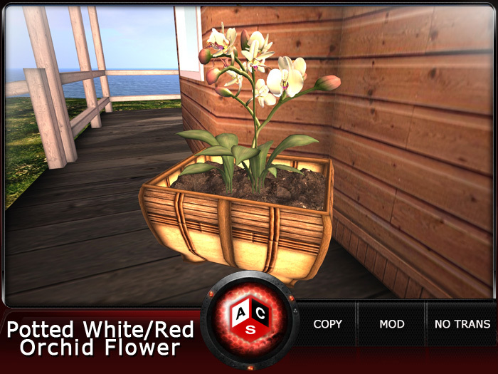 ACS Potted White/Red Orchid Flower