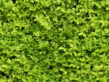 Hedge full perms texture seamless