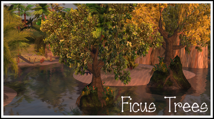 Sculpt Ficus on  Rock 2 & plants