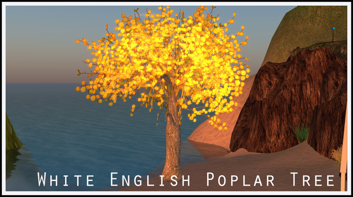 Poplar English White