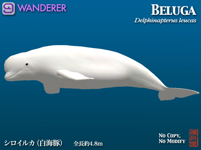 Beluga WANDERER
