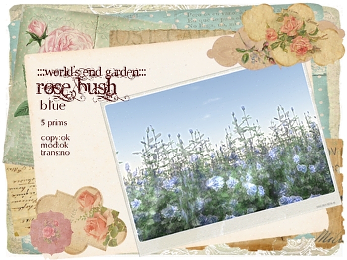 :::WEG::: Rose bush Blue