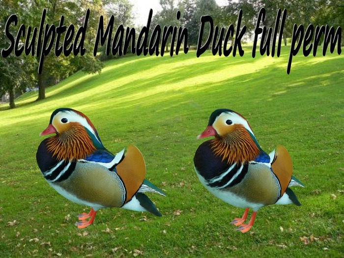 Sculpted Mandarin Duck full perm