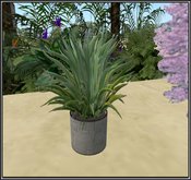 [AOD] - Agave Plant (potted)