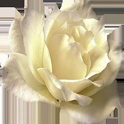 :IN Designs: White Rose Emitter