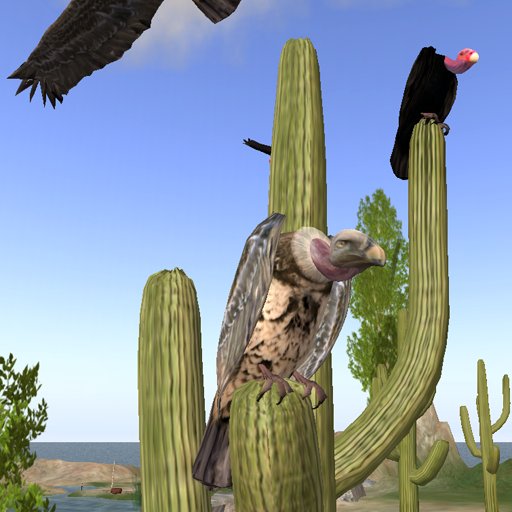 Sitting Ruppel Griffon Vulture