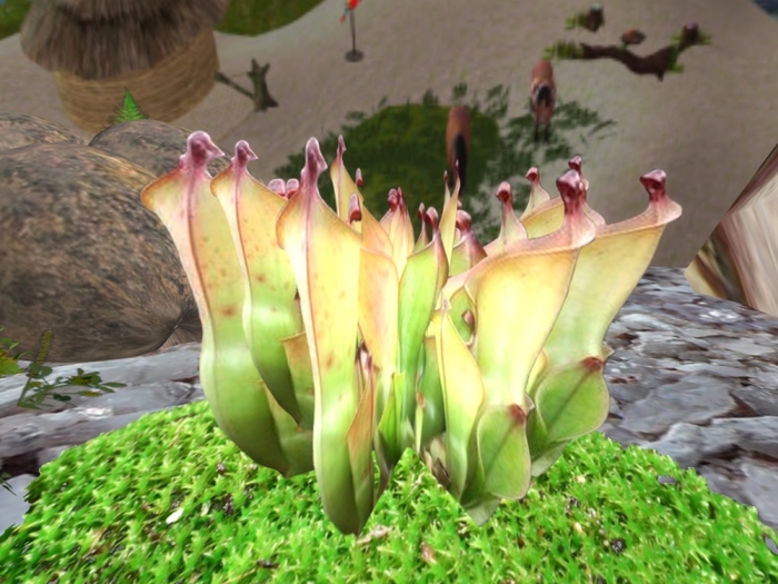 Heliamphora heterodoxa_Gran Sabana