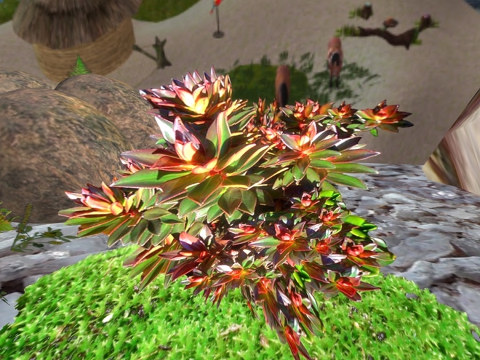 Bonnetia - Gran Sabana