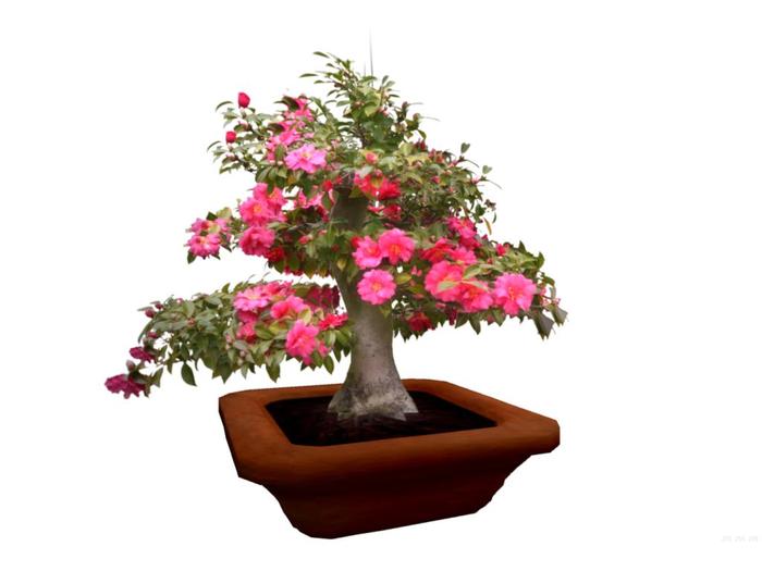 Camellia BONSAI