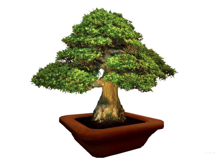 Second Life Marketplace Forest Ficus BONSAI