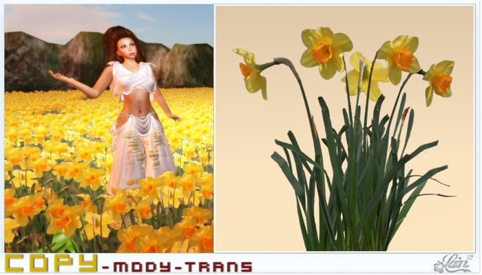 ::::**Daffodils**:::: "Garden" -LE-