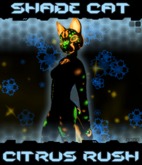 KZM Shade Cat: Citrus Rush