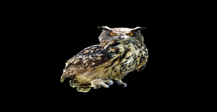 Owl full perms alpha texture halloween