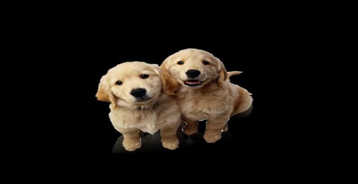 Pups full perms alpha texture