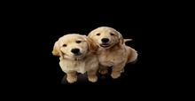 Pups full perms alpha texture