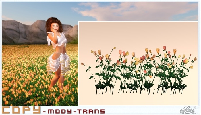 ::::**Pink-Carnation**:::: "Garden" -LE-