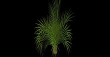 MW Small palm tree copy modify low prims