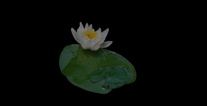 Waterlily full perms alpha texture