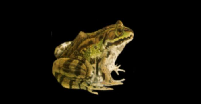 MW Frog 2 full perms texture