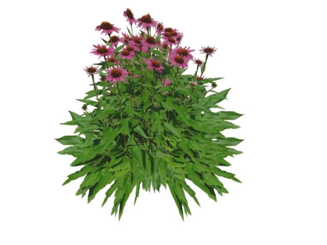 Flower Echinacea Pink