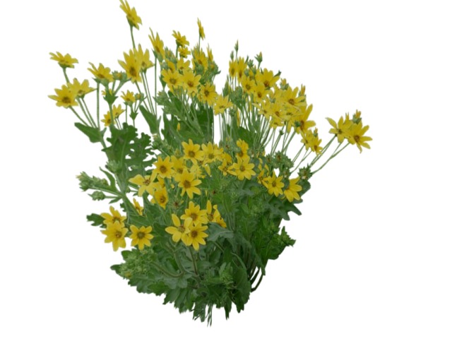 Flower Dayse Yellow