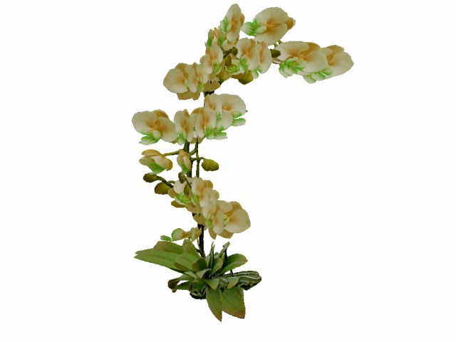 Orchid yellow 2 Mesh