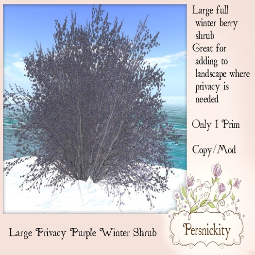 Large Privacy Purple Winter Shrub