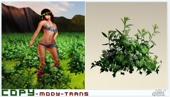 ::::**Plant-Bush-9**:::: "Garden" -LE-