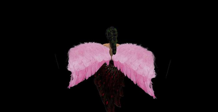 Pink feather  Angel wings
