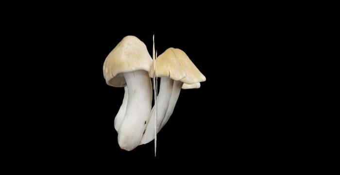 Mushroom cluster sculpty 1 prim copy modify 2