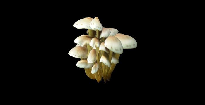 Mushroom cluster 2 sculpty 1 prim copy modify 2