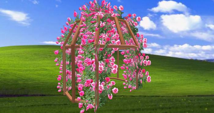 pergola 3 rose rose