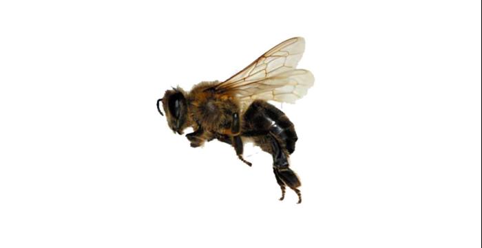 Honeybee full perms alpha texture_bee2