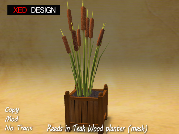 XD Reeds in Teak Wood planter (mesh) 