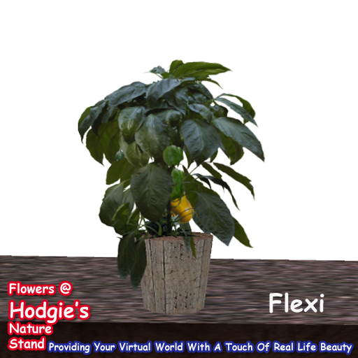Pepper Plant  In Pot Flexi