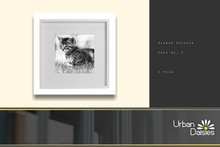 :UD: Framed Pictures - Kitten No. 5 